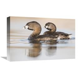 GCS-397426-1218-142 12 x 18 in. Pied-Billed Grebe Pair in Breeding Plumage, Island Lake Recreation Area, Michigan Art Print - Steve Gettle -  Global Gallery