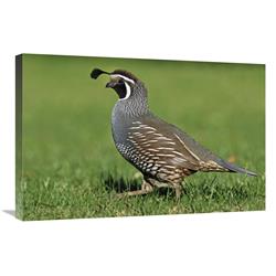 Global Gallery California Quail Male, Christchurch, New Zealand-Canvas Art-30"x20"