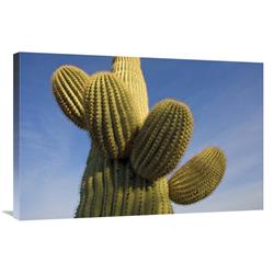 Global Gallery Saguaro Cactus, Saguaro National Park, Arizona-Canvas Art-36"x24"