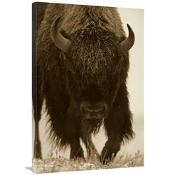 Global Gallery American Bison Portrait in Snow, North America-Canvas Art-24"x36"