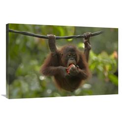 Global Gallery Orangutan Young Eating Fruit, Sabah, Borneo, Malaysia-Canvas Art-36"x24"