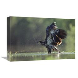Global Gallery Bald Eagle Juvenile Bathing in a River, North America-Canvas Art-18"x12"