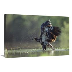 Global Gallery Bald Eagle Juvenile Bathing in a River, North America-Canvas Art-30"x20"