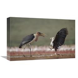 Global Gallery African Fish Eagle quarreling with Marabou Stork Kenya-Canvas Art-18"x12"