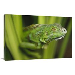 Global Gallery Green Iguana amid Green Leaves, Roatan Island, Honduras-Canvas Art-36"x24"