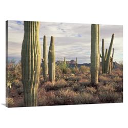 Global Gallery Safford Peak and Saguaro Saguaro National Park, Arizona-Canvas Art-40"x30"