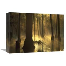 12 x 16 in. Bald Cypress Grove in Freshwater Swamp at Dawn, Lake Fausse Pointe, Louisiana Art Print - Tim Fitzharris -  JensenDistributionServices, MI1294748
