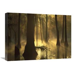 18 x 24 in. Bald Cypress Grove in Freshwater Swamp at Dawn, Lake Fausse Pointe, Louisiana Art Print - Tim Fitzharris -  JensenDistributionServices, MI1294749