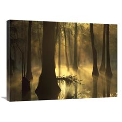24 x 32 in. Bald Cypress Grove in Freshwater Swamp at Dawn, Lake Fausse Pointe, Louisiana Art Print - Tim Fitzharris -  JensenDistributionServices, MI1294750