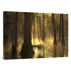 30 x 40 in. Bald Cypress Grove in Freshwater Swamp at Dawn, Lake Fausse Pointe, Louisiana Art Print - Tim Fitzharris -  JensenDistributionServices, MI1294751