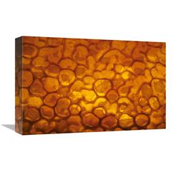 Picture of   12 x 18 in. Honeycomb Cells Filled with Honey & Covered by Wax&#44; Bee Station at the Bavarian Julius-Maximilians-University of Wurzburg&#44; Germany Art Print - Heidi & Hans-Jurgen Koch