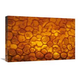 Picture of   16 x 24 in. Honeycomb Cells Filled with Honey & Covered by Wax&#44; Bee Station at the Bavarian Julius-Maximilians-University of Wurzburg&#44; Germany Art Print - Heidi & Hans-Jurgen Koch