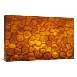 Picture of   20 x 30 in. Honeycomb Cells Filled with Honey & Covered by Wax&#44; Bee Station at the Bavarian Julius-Maximilians-University of Wurzburg&#44; Germany Art Print - Heidi & Hans-Jurgen Koch