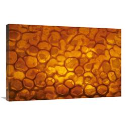 Picture of   24 x 36 in. Honeycomb Cells Filled with Honey & Covered by Wax&#44; Bee Station at the Bavarian Julius-Maximilians-University of Wurzburg&#44; Germany Art Print - Heidi & Hans-Jurgen Koch