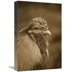 Global Gallery Domestic Chicken, Partridge Brahma, cockerel, Close-up of Head-Canvas Art-12"x18"