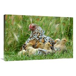 Global Gallery Fowl with Chicks-Canvas Art-36"x24"
