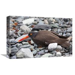 Picture of   12 x 18 in. Black Oystercatcher Using Broken-Wing Display to Lure Intruders Away From the Nest, Icy Bay, Wrangell-St. Elias National Park, Alaska Art Print - Matthias Breiter