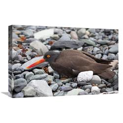 Picture of   16 x 24 in. Black Oystercatcher Using Broken-Wing Display to Lure Intruders Away From the Nest&#44; Icy Bay&#44; Wrangell-St. Elias National Park&#44; Alaska Art Print - Matthias Breiter