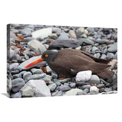 Picture of   20 x 30 in. Black Oystercatcher Using Broken-Wing Display to Lure Intruders Away From the Nest, Icy Bay, Wrangell-St. Elias National Park, Alaska Art Print - Matthias Breiter