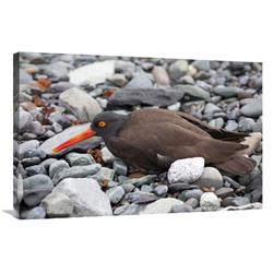 Picture of   24 x 36 in. Black Oystercatcher Using Broken-Wing Display to Lure Intruders Away From the Nest, Icy Bay, Wrangell-St. Elias National Park, Alaska Art Print - Matthias Breiter