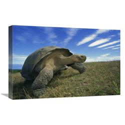 Global Gallery Galapagos Tortoise on Caldera Rim, Alcedo Volcano, Isabella Island, Galapagos Islands, Ecuador-Canvas Art-24"x16"