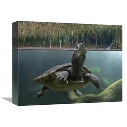 Global Gallery Turtle Breathing at Surface, Jurong Bird Park, Singapore-Canvas Art-16"x12"