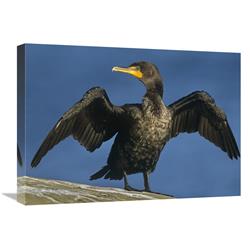 Global Gallery Double-Crested Cormorant Drying its Wings, North America-Canvas Art-24"x18"