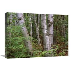 Global Gallery Birch Forest, Pictured Rocks National Lakeshore, Michigan-Canvas Art-24"x18"