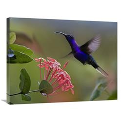 Global Gallery Violet Sabre-Wing Male Hummingbird Feeding at Flower, Costa Rica-Canvas Art-32"x24"