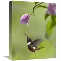 GCS-397010-1216-142 12 x 16 in. Purple-Throated Woodstar Hummingbird Hovering Near Bougainveillea Flower, Ecuador Art Print - Tim Fitzharris -  Global Gallery