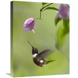 18 x 24 in. Purple-Throated Woodstar Hummingbird Hovering Near Bougainveillea Flower, Ecuador Art Print - Tim Fitzharris -  JensenDistributionServices, MI1296474