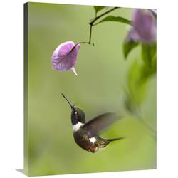 24 x 32 in. Purple-Throated Woodstar Hummingbird Hovering Near Bougainveillea Flower, Ecuador Art Print - Tim Fitzharris -  JensenDistributionServices, MI1296475