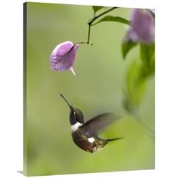 30 x 40 in. Purple-Throated Woodstar Hummingbird Hovering Near Bougainveillea Flower, Ecuador Art Print - Tim Fitzharris -  JensenDistributionServices, MI1296476