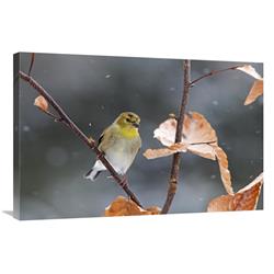 Global Gallery American Goldfinch in Winter, Canada-Canvas Art-36"x24"
