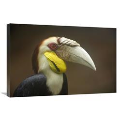 Global Gallery Wreathed Hornbill Male, Malaysia-Canvas Art-30"x20"