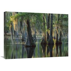 Global Gallery Bald Cypress Swamp, Sam Houston Jones State Park, Louisiana-Canvas Art-32"x24"
