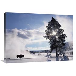 Global Gallery American Bison in Winter, Yellowstone National Park, Wyoming-Canvas Art-32"x24"