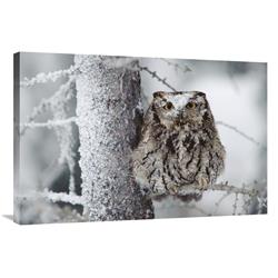 Global Gallery Western Screech Owl Perching in a Tree with Snow on its Head, British Columbia, Canada-Canvas Art-36"x24"