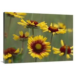 Global Gallery Indian Blanket Flowers North America-Canvas Art-40"x30"