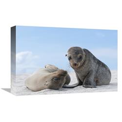 Global Gallery Galapagos Sea Lion Female and pup, Galapagos Islands, Ecuador-Canvas Art-18"x12"