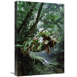 Global Gallery Bromeliads Growing in Trees Along Stream in Bocaina National Park, Atlantic Forest, Brazil-Canvas Art-16"x24"