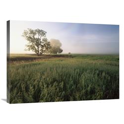 Global Gallery Oak Trees Shrouded in Fog, Tallgrass Prairie in Flint Hills Taken Over by invasive Great Brome Grass, Kansas-Canvas Art-32"x24"