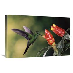 Picture of   16 x 24 in. Green-Crowned Brilliant Hummingbird&#44; Feeding & Pollinating Spiral Flag Ginger Flowers&#44; Monteverde Cloud Forest Reserve&#44; Costa Rica Art Print - Michael & Patricia Fogden