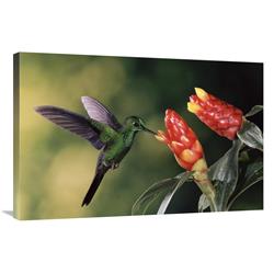 Picture of   24 x 36 in. Green-Crowned Brilliant Hummingbird&#44; Feeding & Pollinating Spiral Flag Ginger Flowers&#44; Monteverde Cloud Forest Reserve&#44; Costa Rica Art Print - Michael & Patricia Fogden