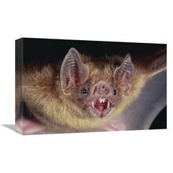 Global Gallery Vampire Bat Portrait, Costa Rica-Canvas Art-18"x12"