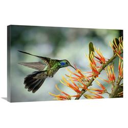 Global Gallery Green Violet-Ear Hummingbird Feeding, Monteverde Cloud Forest, Costa Rica-Canvas Art-30"x20"