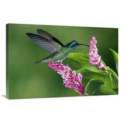 Global Gallery Green Violet-Ear Hummingbird Feeding at and Pollinating epiphytic Orchid Costa Rica-Canvas Art-36"x24"