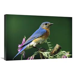 Global Gallery Eastern Bluebird Male Portrait, Ontario, Canada-Canvas Art-30"x20"