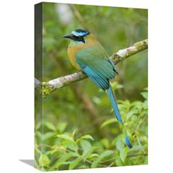 Global Gallery Blue-Crowned Motmot, Costa Rica-Canvas Art-12"x18"