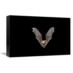 GCS-395718-1218-142 12 x 18 in. Yuma Myotis Bat, Female Flying, Drake Creek, Lake County, Oregon Art Print - Michael Durham -  Global Gallery